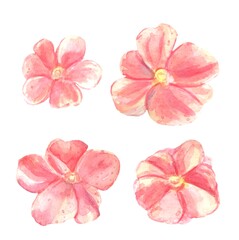 Fototapeta na wymiar Light red flower watercolor set on a white background for invitation, wedding card, birthday card.