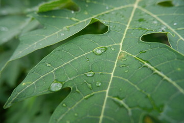 dew drops on papaya leaves in the morning. Leaves with water drops. Can be used as a background. selective focus
