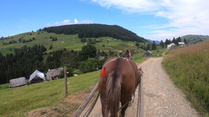 Horse pulls old authentic chaise on dirt path on in Carpathian mountains. POW back of horse....