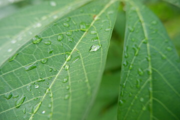 dew drops on cassava leaves. Leaves with water drops. Can be used as a background. selective focus
