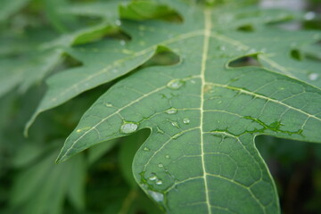 dew drops on papaya leaves in the morning. Leaves with water drops. Can be used as a background. selective focus