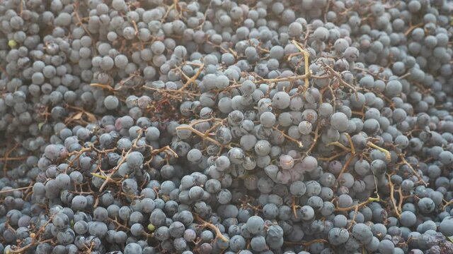 Riped organic grapes at the farm. Pile of riped fresh harvested grapes.