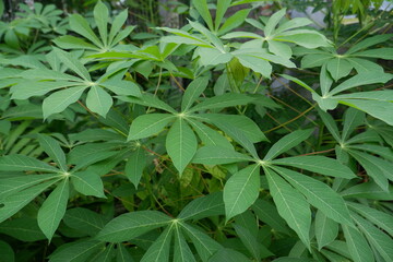 cassava leaves in the yard, cassava leaves can be processed into foods that are high in fiber and delicious.