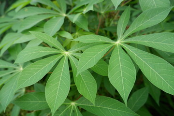 cassava leaves in the yard, cassava leaves can be processed into foods that are high in fiber and delicious.