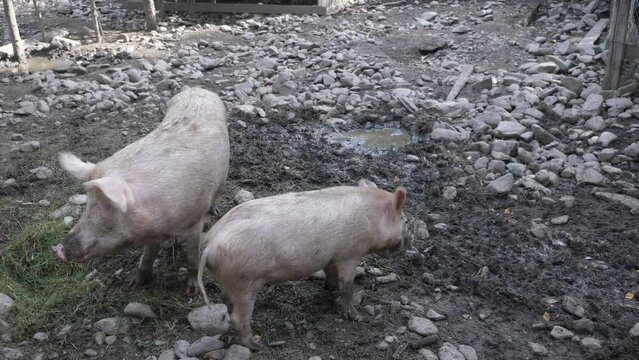 Two pigs eating grass inside the farm yard. Organic farming pig.