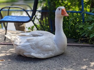 geese bask in the sun
