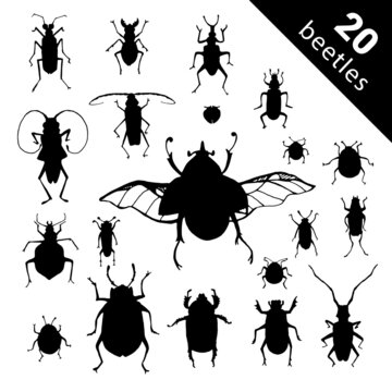 Species and exotic beetles icons vector collection. Various insects set with as Goliath beetle, Frog-legged, Ladybug, Hercules, Tortoise, Colorado potato, Giraffe weevil and other strange bugs beetles