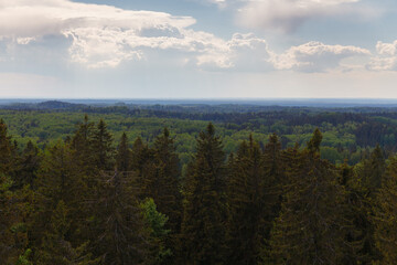 View from the observation tower built on the highest Baltic mountain Suur-Munamagi, tops of tall green spruces, summer daytime. Estonia.