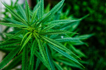 Naklejka na ściany i meble Medicine Cannabis