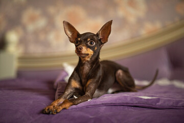 Little dog pet toy terrier