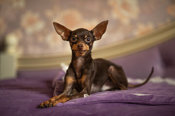 Little dog pet toy terrier