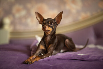 Little dog pet toy terrier