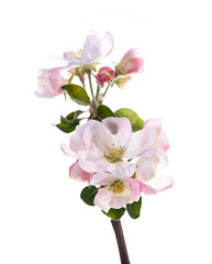Fototapeta na wymiar Blooming apple tree branch with large white-pink flowers and green leaves isolated on white background. Flowering at spring.