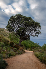 the beautiful landscape of the Mediterranean area, in the mountain of Mallorca with clouds in the sky, a perfect time to hike 