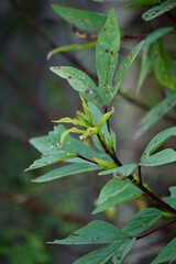 Rosella plant (also called roselle) with a natural background. Use as herbal drink and herbal medicine