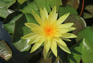 Gorgeous Yellow Joey Tomocik Hardy Water Lily Blossoming Among Its Green Pads