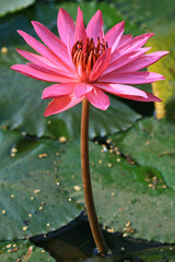 Stunning Hot Pink Lotus Flower Blooming in the Morning Sunlight
