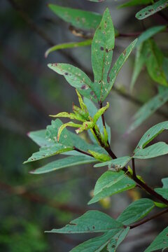 Rosella plant (also called roselle) with a natural background. Use as herbal drink and herbal medicine
