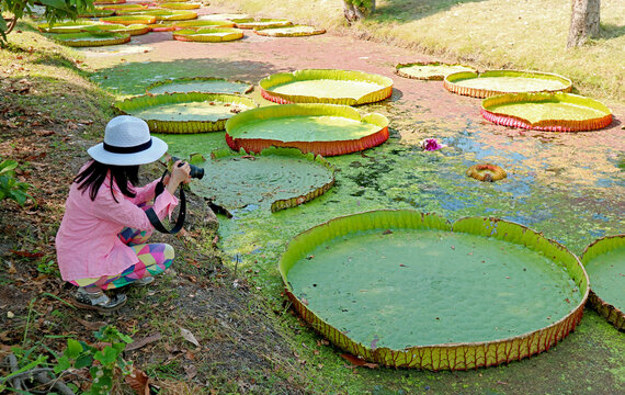 Woman taking Photos of Victoria Amazonica Water Lily Pads of in a Duckweed Covered Pond