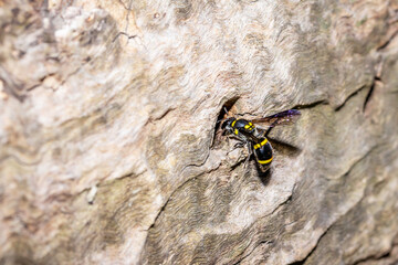 Yellow and black potter wasp (eumeninae) sitting in a hole, Cape Town, South Africa
