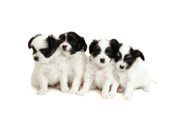  Four little papillon puppies sitting in front 