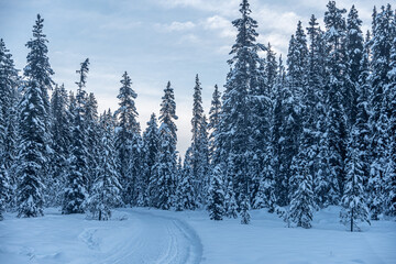 Winter forest in Banff Park