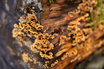 Group of Hairy Curtain Crust fungus, Stereum Hirsutum, on a rotting tree trunk. Closeup of saprophytic fungi infesting a felled tree. Forest ecosystem.