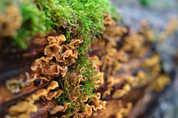 A rotten wood trunk with false turkey tail mushrooms, Stereum hirsutum, and moss. Saprophytic bracket fungus. German primeval forest.