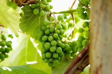 Green table grapes grow on a branch in the garden and ripening for wine