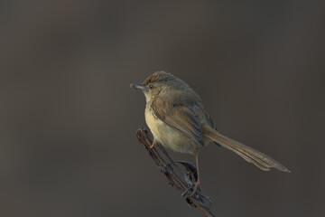 Help! The insect caught me by the beak!!! :)