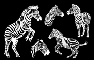 Fototapeta na wymiar Graphical collection of zebras, black background, vector tattoo illustration,eps10