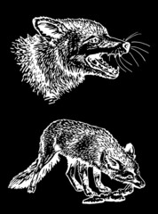 Set of two foxes on black background isolated,vector graphical elements