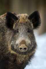 Wild pig portrait with snow. Young Wild boar, Sus scrofa, in wintery forest