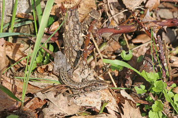 Lizard on the ground