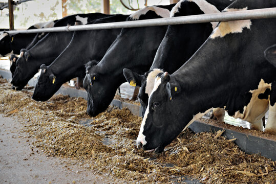 Gado comendo silagem no coxo , confinamento