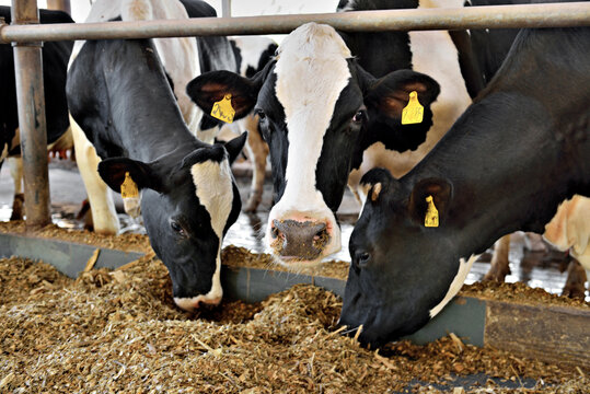 Vaca leiteira comendo silagem
