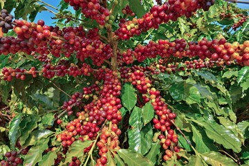 Frutos do café , maduros.