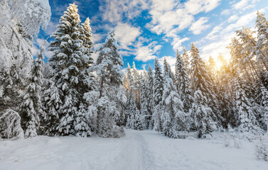 Beautiful winter forest on a sunny day