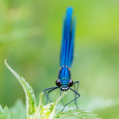 Close-up image of a Banded Demoiselle (Calopteryx splendens) damselfly on green vegetation