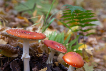 macro photography of red mushroom in the forest, blurred background