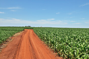 Campo de milho , milharal.