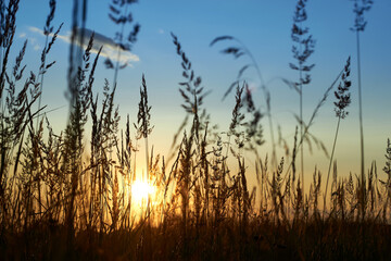 Grass beautiful at summer sunset and soft focus. Selective focus.