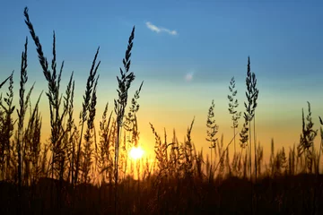 Rolgordijnen Grass beautiful at summer sunset and soft focus. Selective focus. © sergofan2015