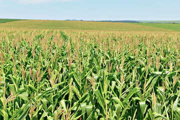 Plantação de milho com pendões 