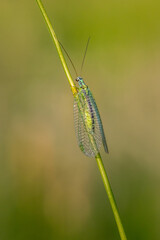 Lacewing (Chrysopidae)