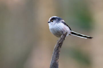 Long-tailed tit