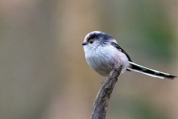 Long-tailed tit