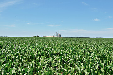 Plantação de milho com folhas verdes com céu azul , silo de armazenagem