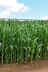 Fototapeta premium Plantação de milho , milharal .
