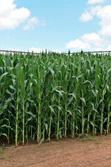 Campo de milho , milharal.